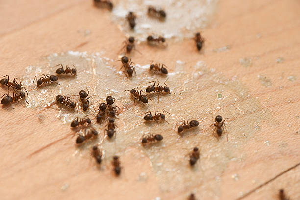 Best Termite Control Services  in Tioga Terrace, NY