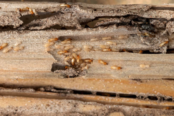 Best Flea Control Services  in Tioga Terrace, NY